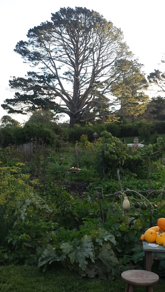 Tree in New Zealand in hobbiton