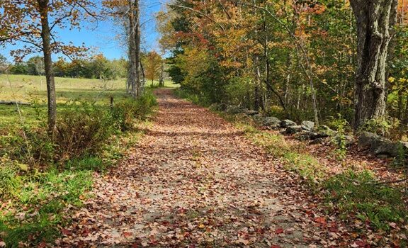 Fall leaves and road
